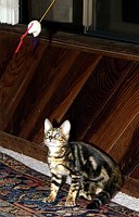 Trim's first week home (12 weeks old).  